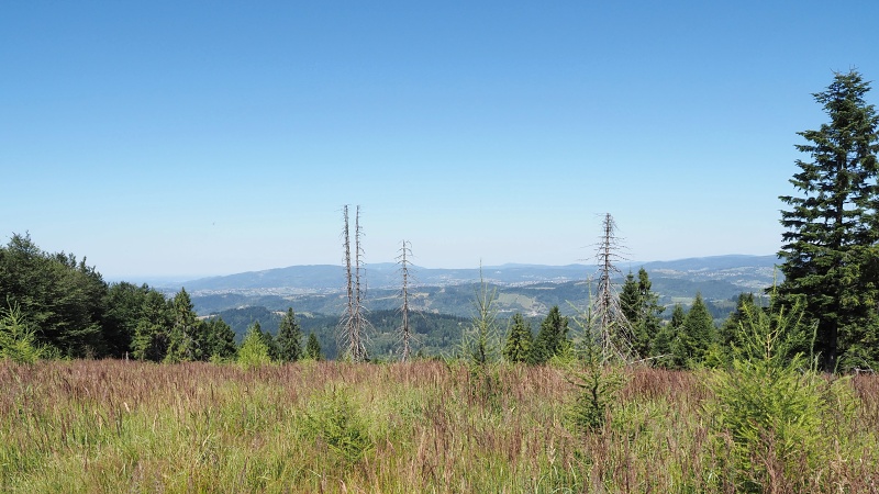Kykula/Kikula
