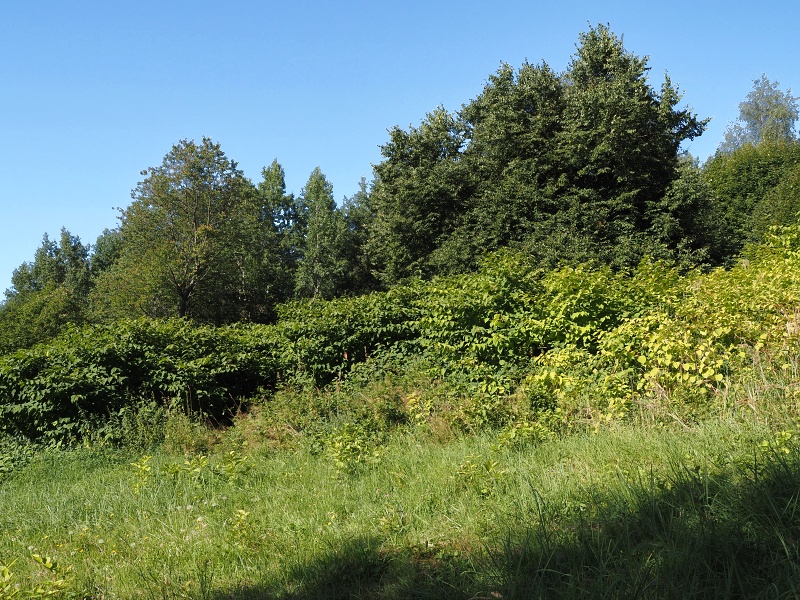 Zwardoń