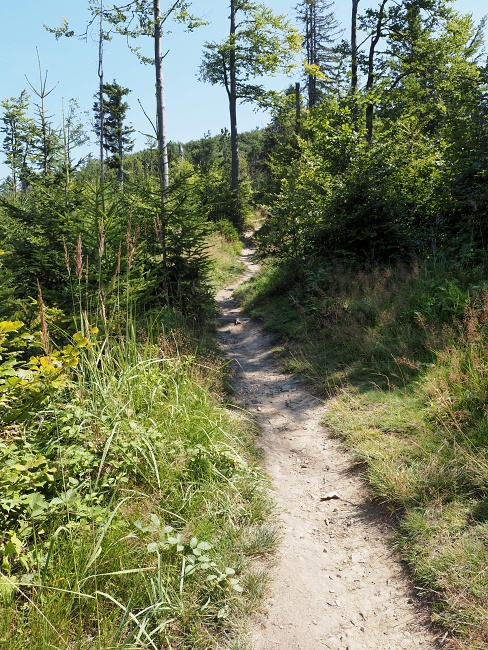 Majcherová