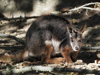 ZOO Brno