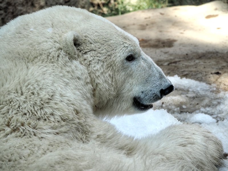 ZOO Brno