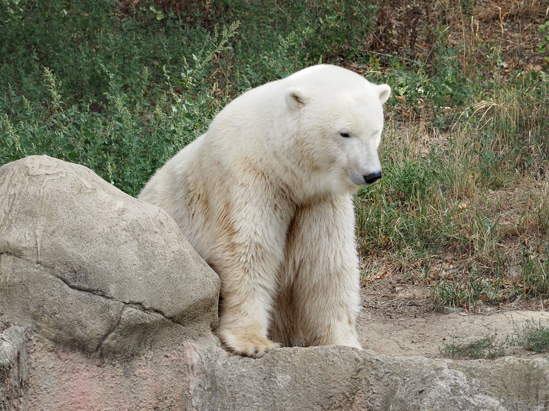ZOO Brno