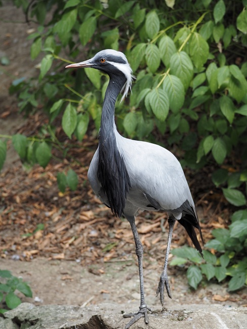 ZOO Brno