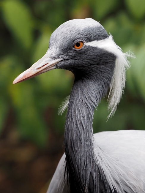 ZOO Brno