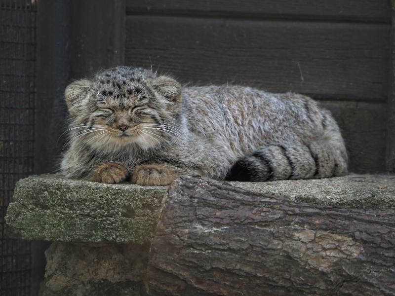 ZOO Brno
