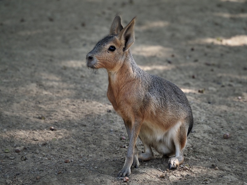 ZOO Brno