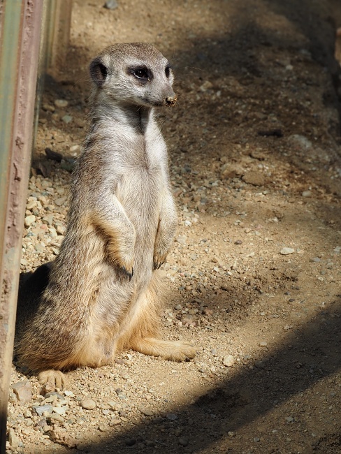 ZOO Brno