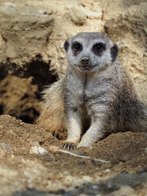 ZOO Brno