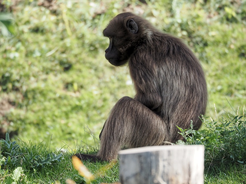 ZOO Brno