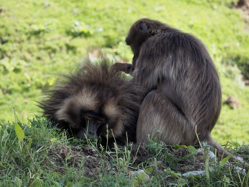 ZOO Brno