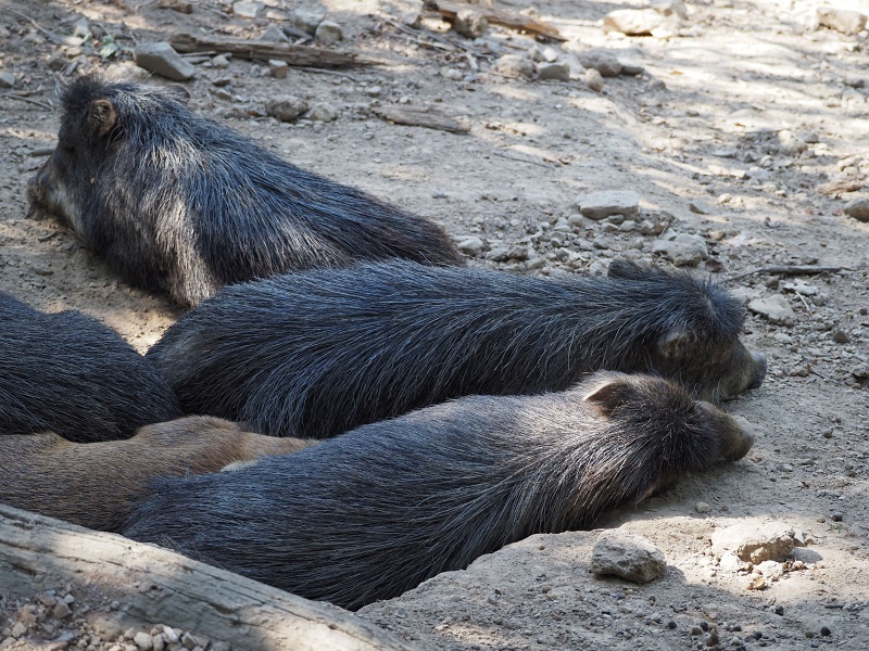 ZOO Brno