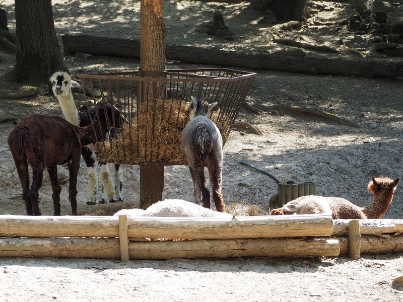 ZOO Brno