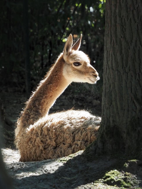 ZOO Brno