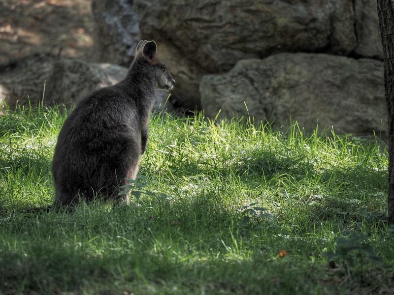 ZOO Brno