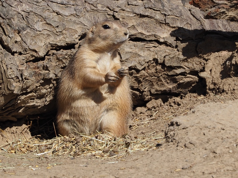 ZOO Brno
