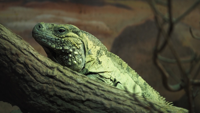 ZOO Brno