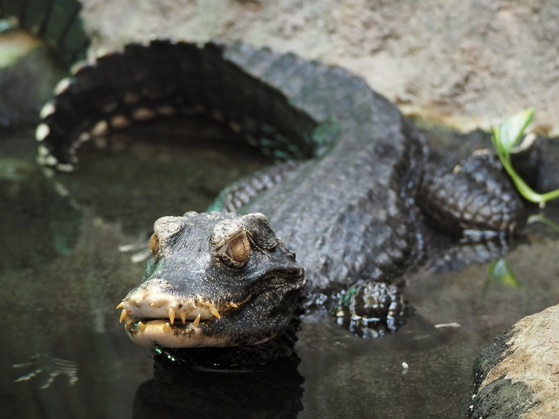 ZOO Brno