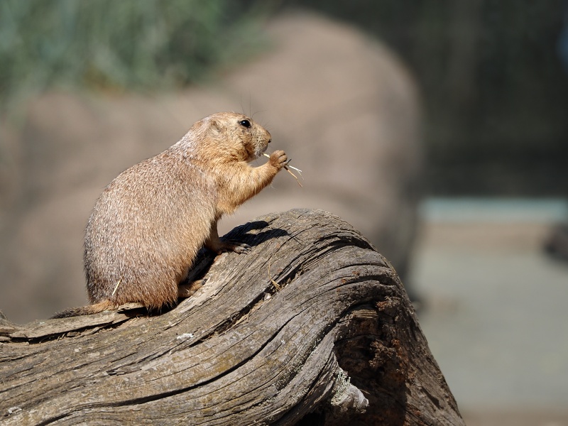 ZOO Brno