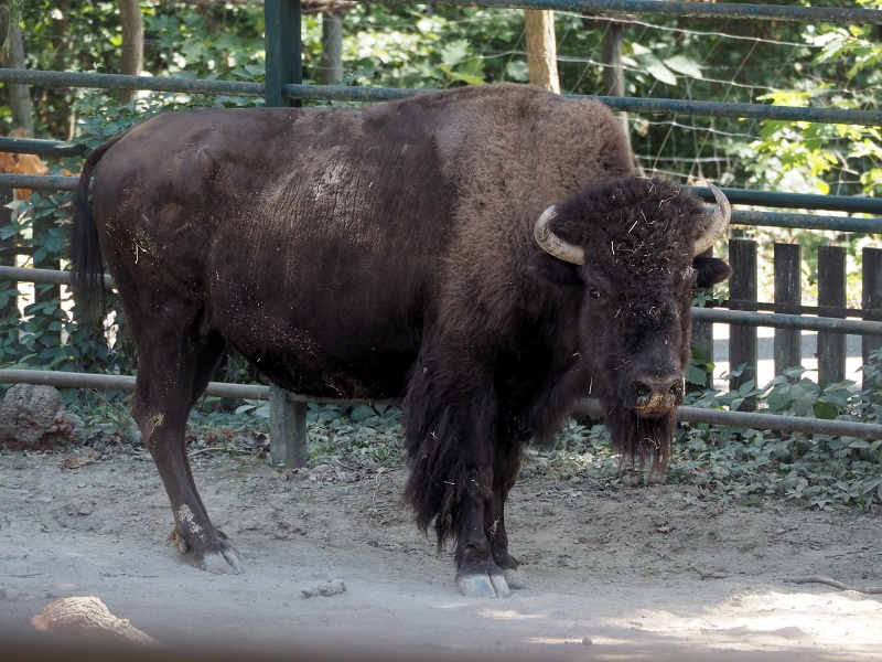 ZOO Brno
