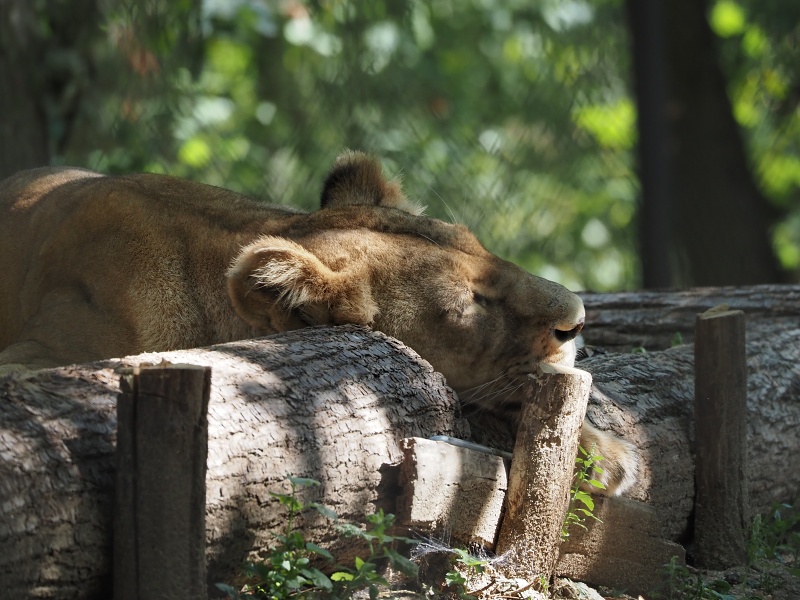 ZOO Brno