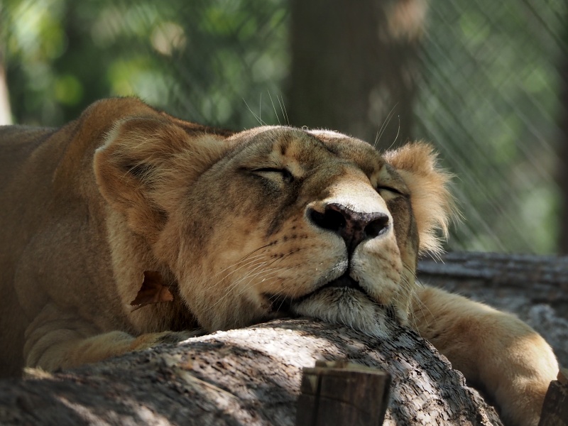ZOO Brno