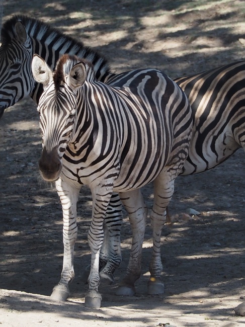 ZOO Brno