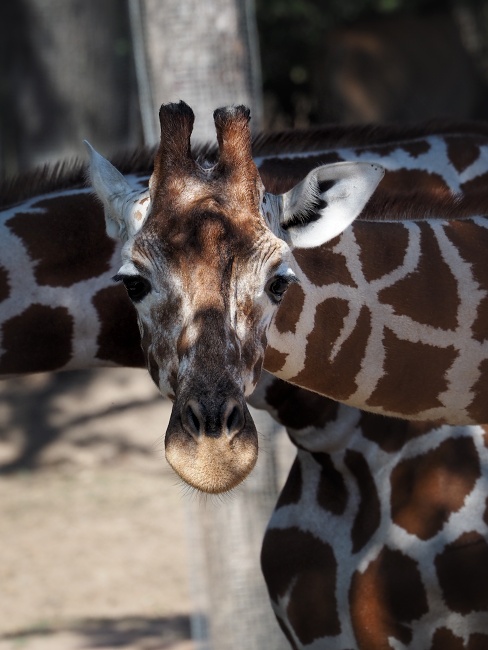 ZOO Brno