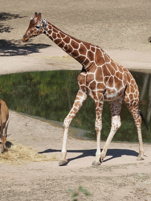 ZOO Brno