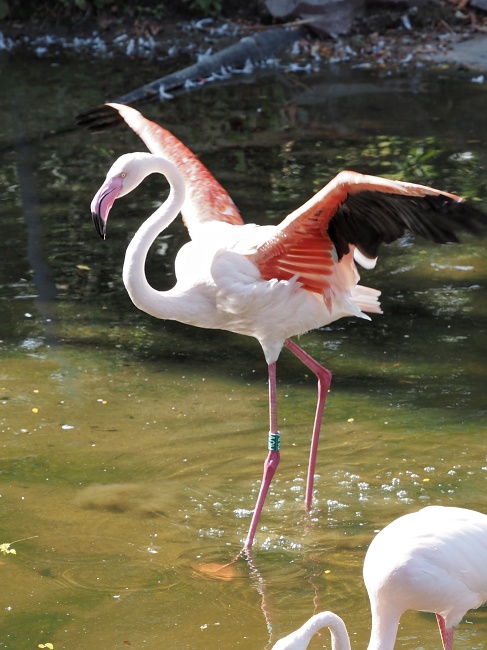 ZOO Brno