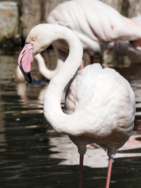 ZOO Brno