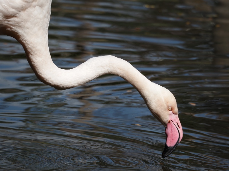 ZOO Brno