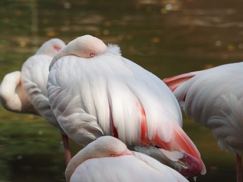 ZOO Brno