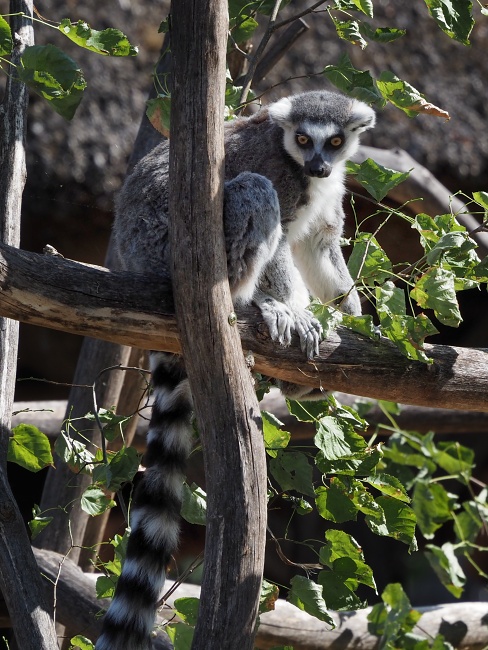 ZOO Brno