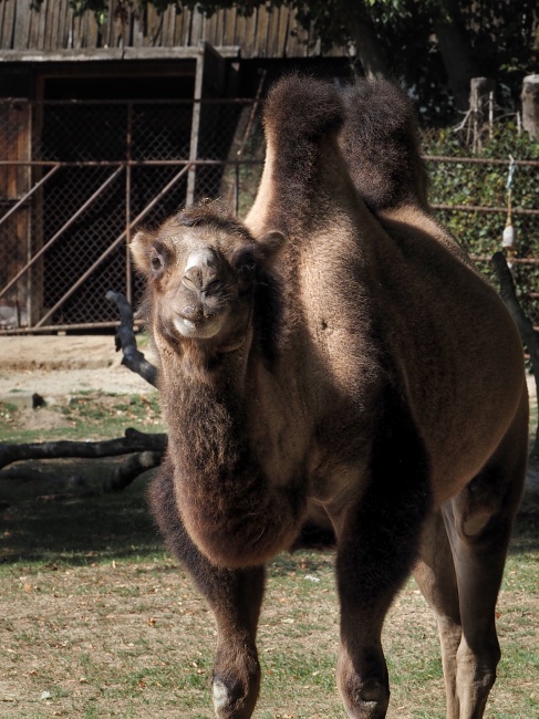 ZOO Brno