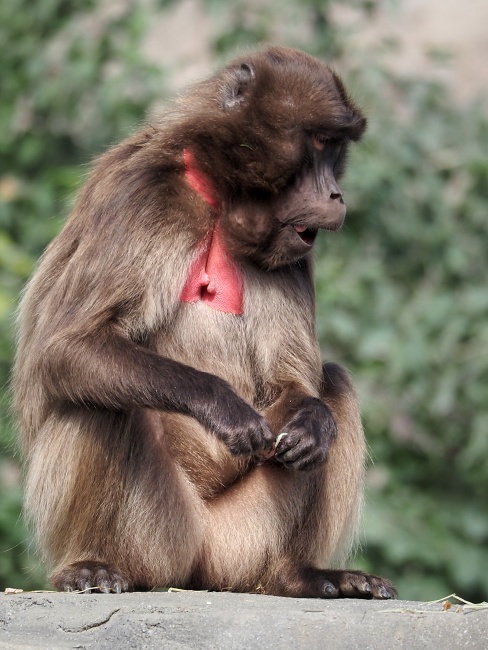 ZOO Brno