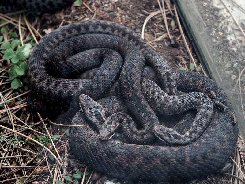 ZOO Brno