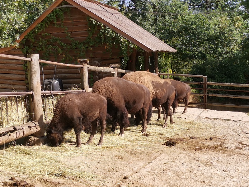 ZOO Brno
